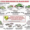 Cycle biologique du Black-Bass