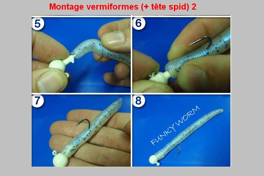Montage vermiformes (TETE SPID) 2