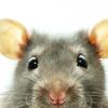 Rats domestiques La leptospirose