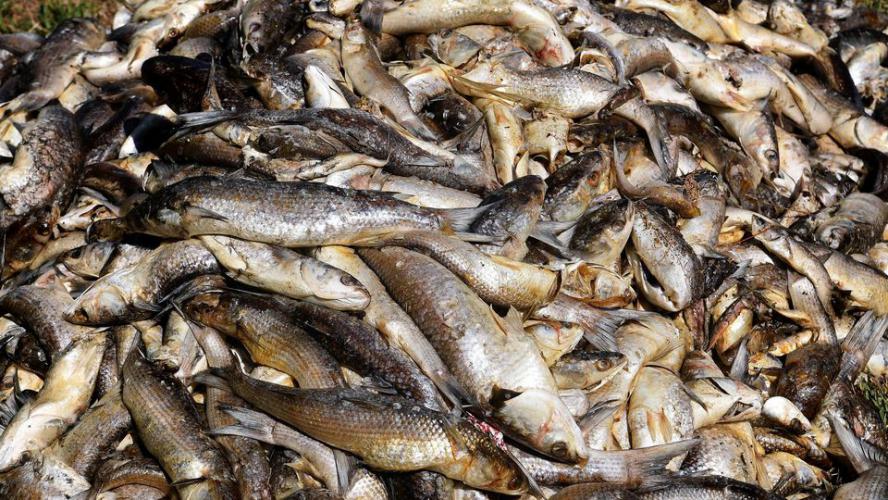 Mini des milliers de poissons morts dans l etang de bolmon a marignane bouches du rhone pres de marseille le 1er juillet 2019 6194908