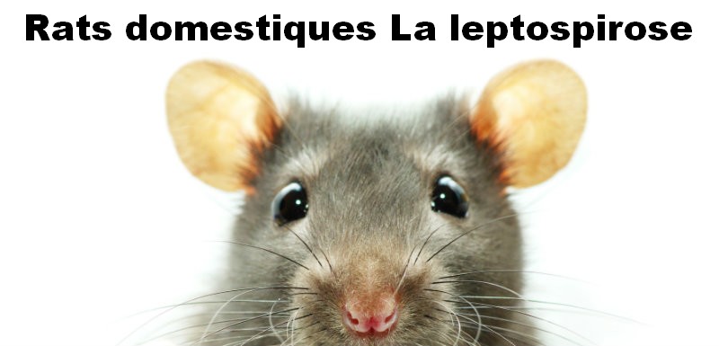 Rats domestiques la leptospirose 1