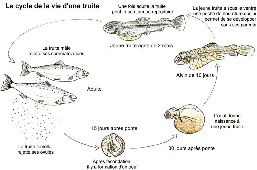 Cycle biologique de la Truite