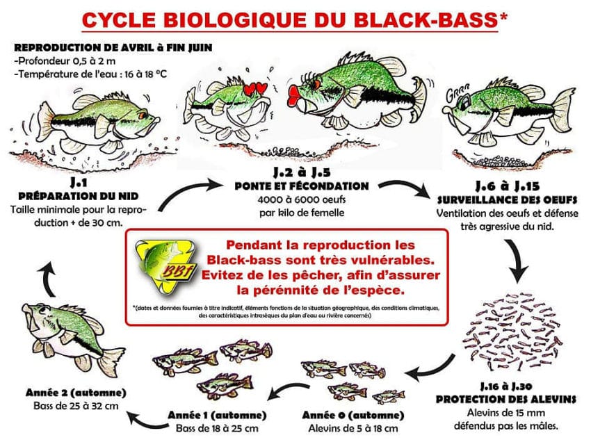 Cycle biologique du Black-Bass