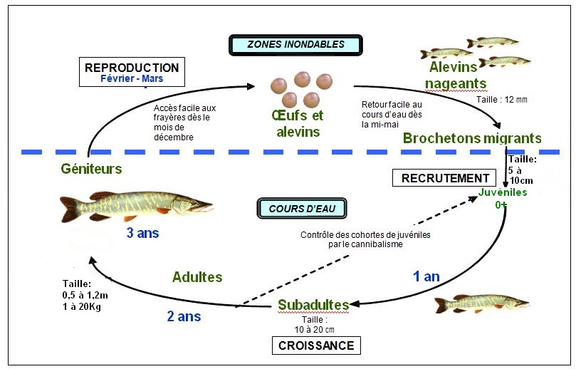 Cycle biologique du Brochet