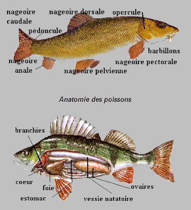 Anatomie des Poissons