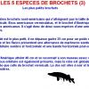 LES 5 ESPECES DE BROCHETS (3)