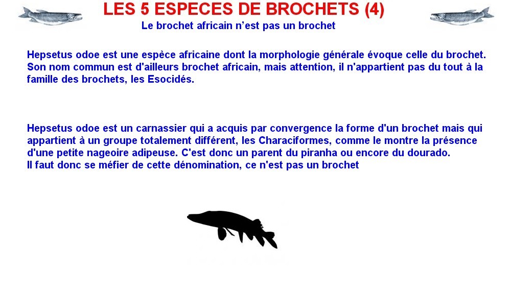 LES 5 ESPECES DE BROCHETS (4)