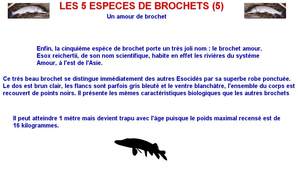 LES 5 ESPECES DE BROCHETS (5)
