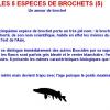 LES 5 ESPECES DE BROCHETS (5)