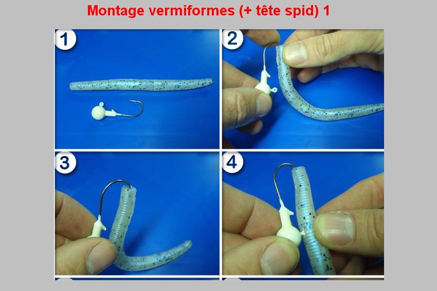 Montage vermiformes (TETE SPID) 1