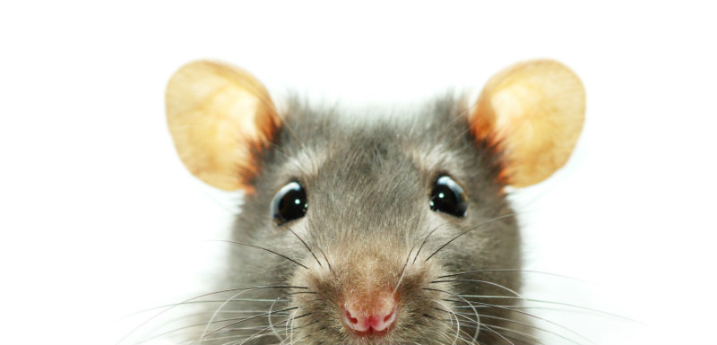 Rats domestiques La leptospirose