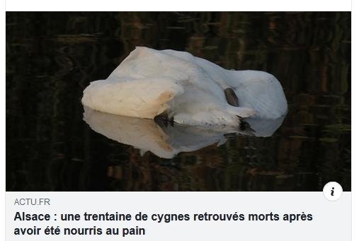 Alsace : une trentaine de cygnes retrouvés morts après avoir été nourris au pain